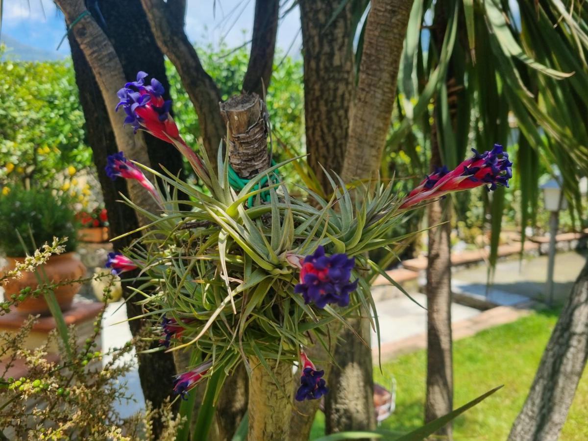 مبيت وإفطار ماراتييا Il Ruscello المظهر الخارجي الصورة