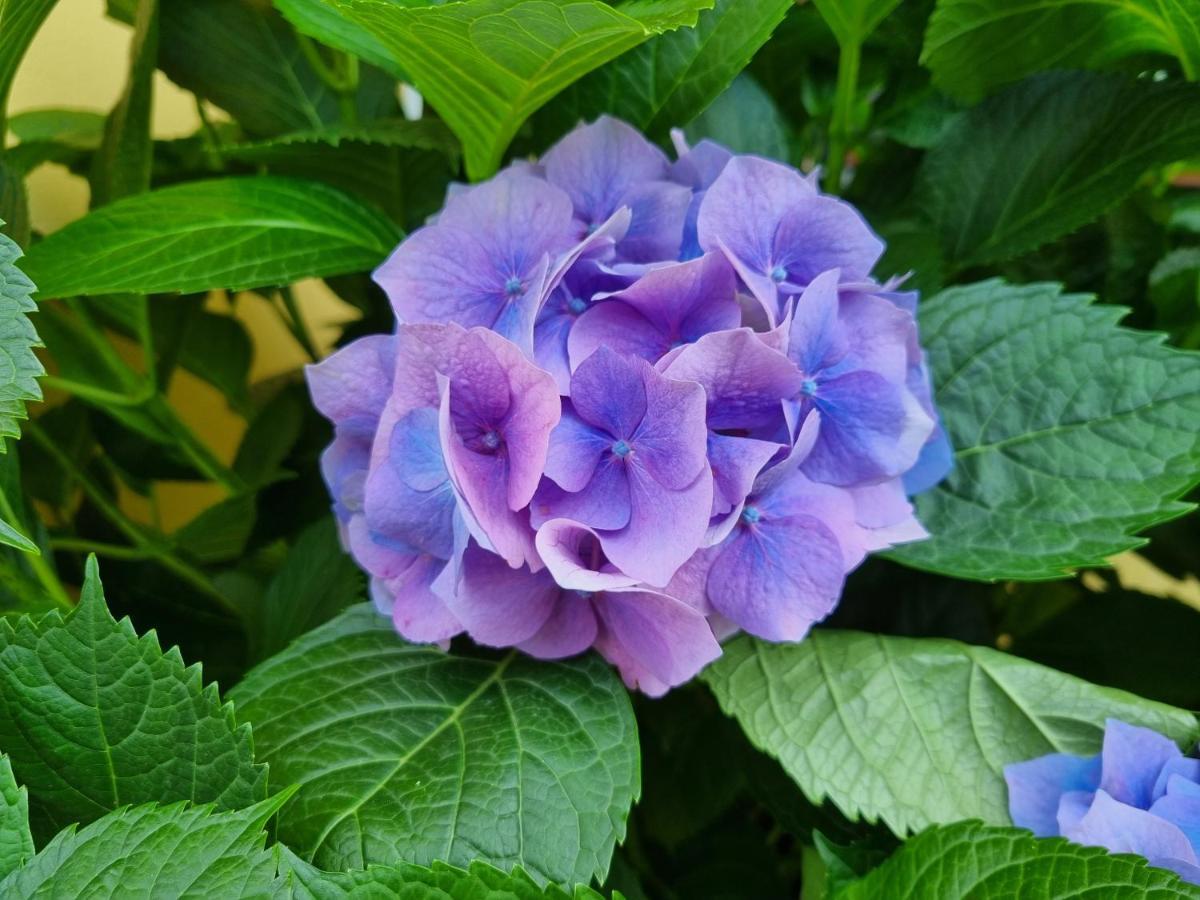 مبيت وإفطار ماراتييا Il Ruscello المظهر الخارجي الصورة