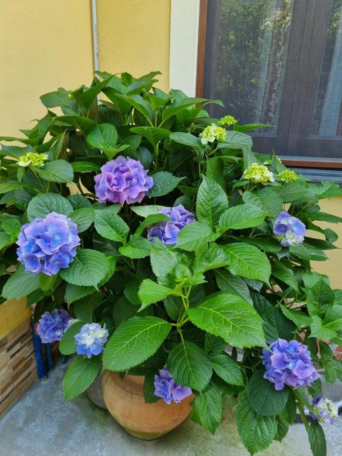 مبيت وإفطار ماراتييا Il Ruscello المظهر الخارجي الصورة